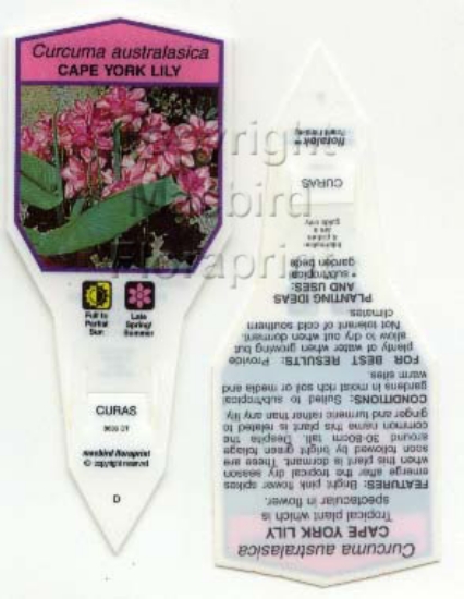 Picture of CURCUMA AUSTRALASICA CAPE YORK LILY                                                                                                                   