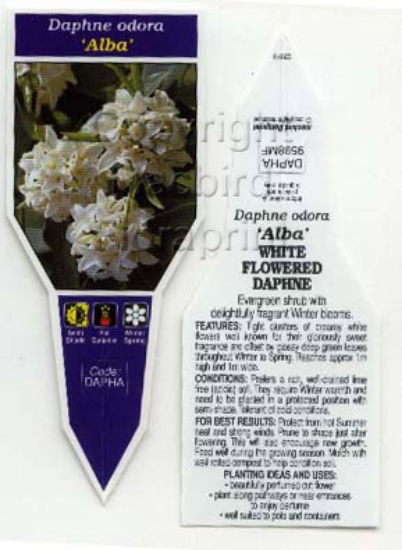 Picture of DAPHNE ODORA ALBA WHITE FLOWERED DAPHNE                                                                                                               
