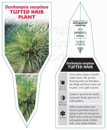 Picture of DESCHAMPSIA CAESPITOSA TUFTED HAIR GRASS                                                                                                              