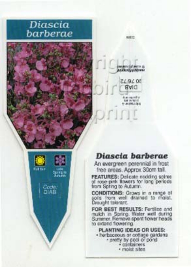 Picture of DIASCIA BARBERAE                                                                                                                                      