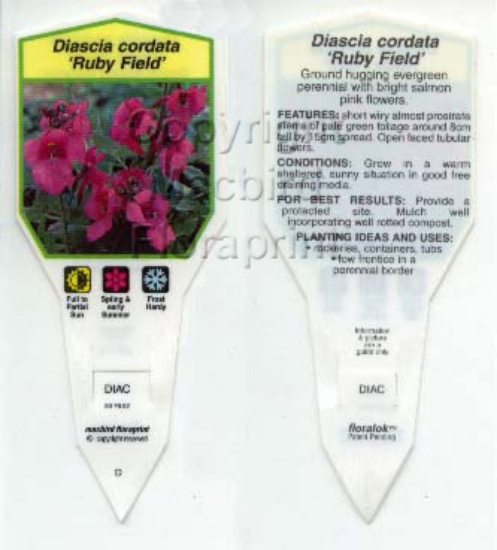 Picture of DIASCIA CORDATA RUBY FIELD                                                                                                                            