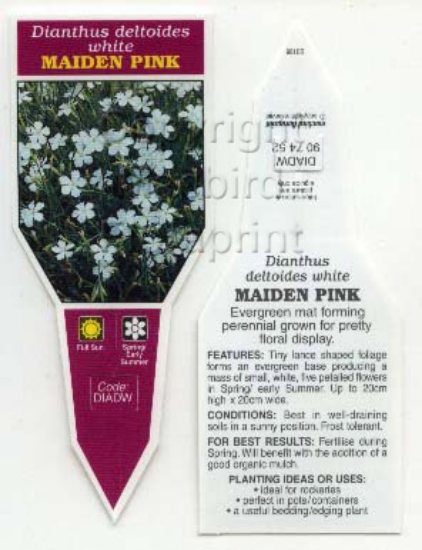 Picture of DIANTHUS DELTOIDES WHITE                                                                                                                              