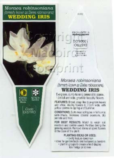 Picture of MORAEA ROBINSONIANA WEDDING IRIS                                                                                                                      