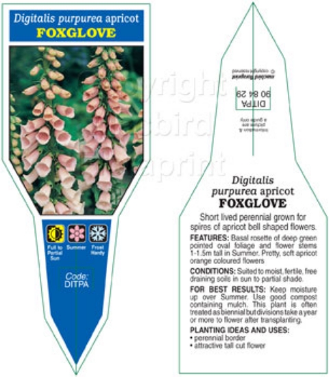 Picture of ANNUAL FOXGLOVE APRICOT (Digitalis purpurea)                                                                                                          