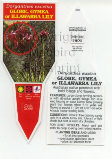 Picture of DORYANTHES EXCELSA GLOBE LILY                                                                                                                         