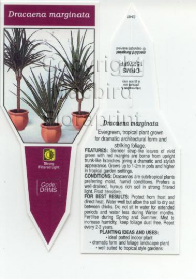 Picture of HOUSEPLANT DRACAENA MARGINATA                                                                                                                         