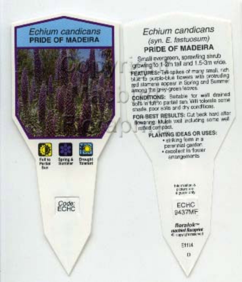 Picture of ECHIUM CANDICANS PRIDE OF MADEIRA                                                                                                                     