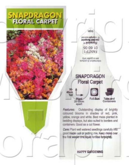 Picture of ANNUAL SNAPDRAGON FLORAL CARPET (Antirrhinum majus)                                                                                                   