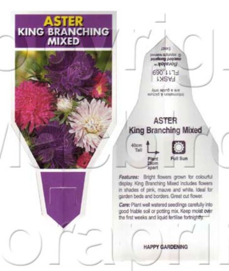 Picture of ANNUAL ASTER KING BRANCHING MIXED                                                                                                                     