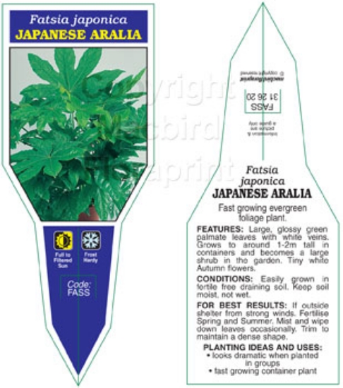 Picture of HOUSEPLANT FATSIA JAPONICA JAPANESE ARALIA                                                                                                            
