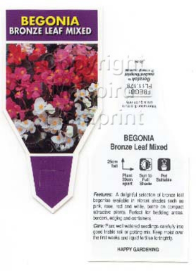 Picture of BEGONIA BRONZE LEAF                                                                                                                                   