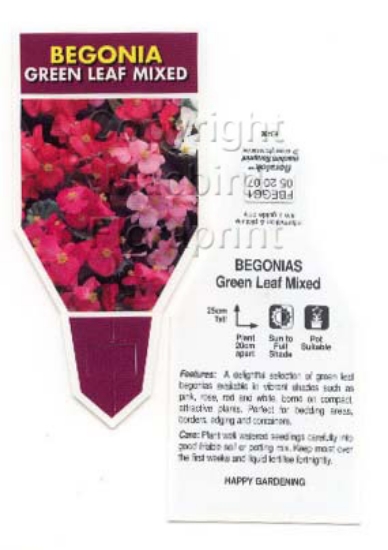 Picture of BEGONIA GREEN LEAF                                                                                                                                    