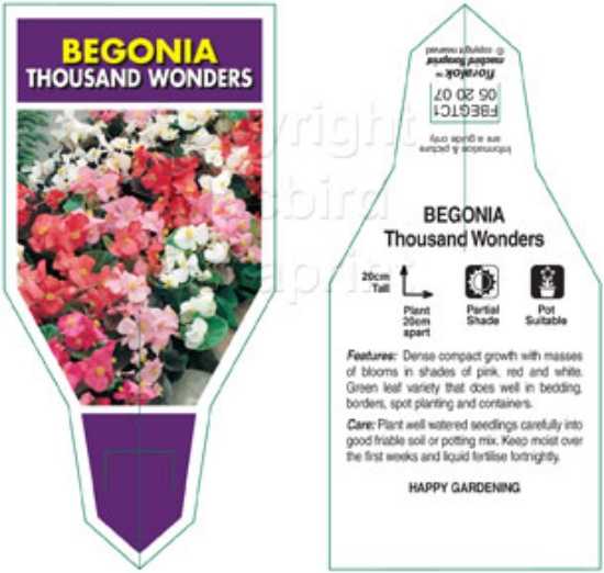 Picture of BEGONIA THOUSAND WONDERS MIXED                                                                                                                        