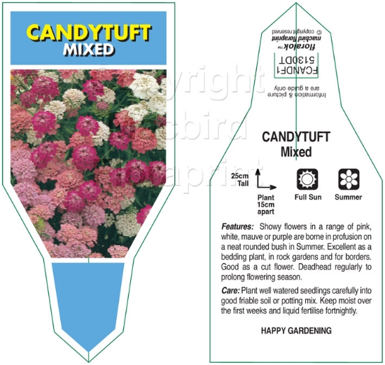 Picture of ANNUAL CANDYTUFT (MIXED PICTURE)                                                                                                                      