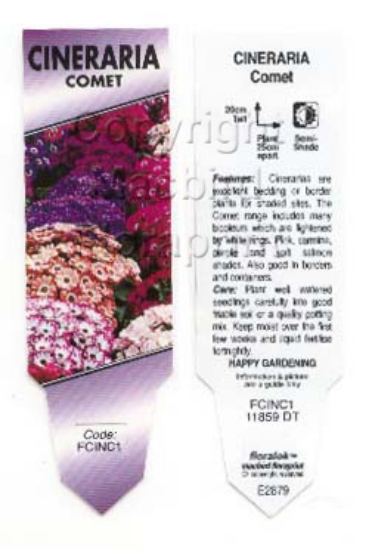 Picture of ANNUAL CINERARIA COMET                                                                                                                                