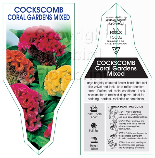 Picture of COCKSCOMB CORAL GARDENS MIXED                                                                                                                         