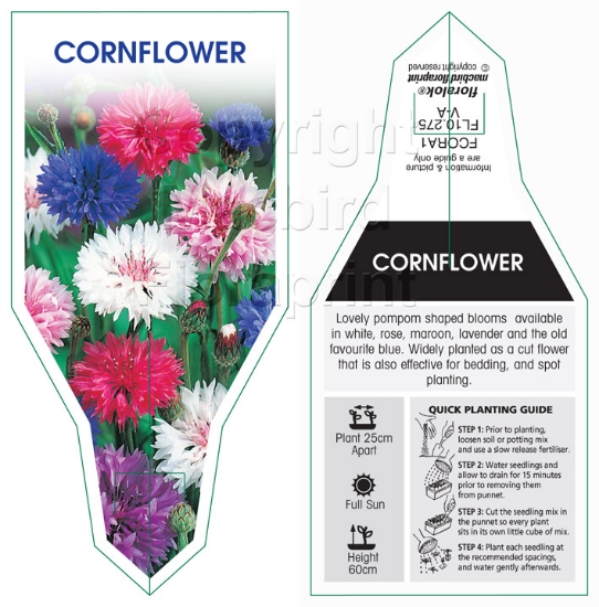 Picture of ANNUAL CORNFLOWER (Centaurea Sp.)                                                                                                                     
