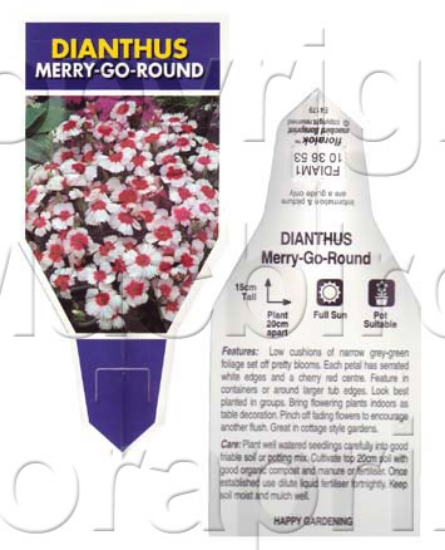 Picture of ANNUAL DIANTHUS MERRY GO ROUND (Dianthus chinensis)                                                                                                   