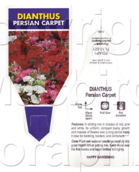 Picture of ANNUAL DIANTHUS PERSIAN CARPET (Dianthus chinensis)                                                                                                   