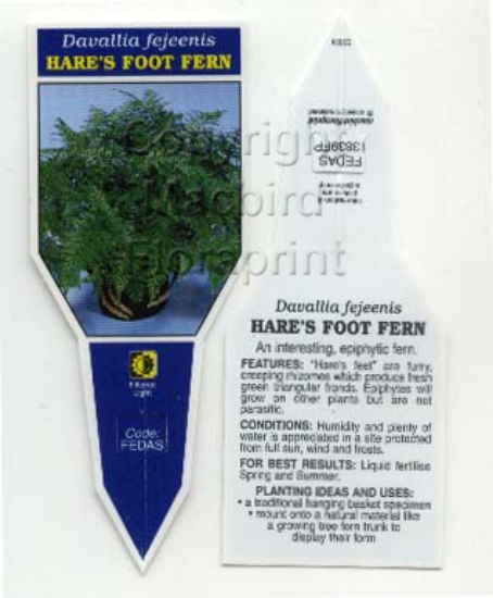Picture of FERN DAVALLIA FEJEENSIS HARES FOOT FERN                                                                                                               