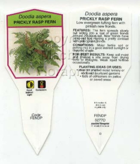 Picture of FERN DOODIA ASPERA PRICKLY RASP FERN                                                                                                                  