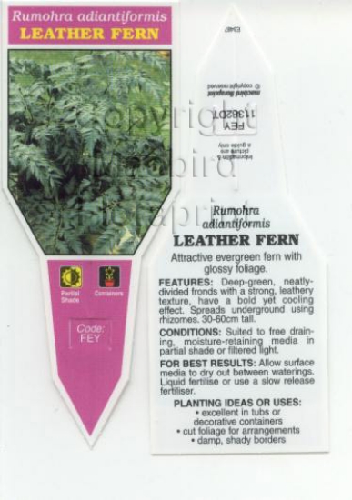 Picture of FERN RUMOHRA ADIANTIFORMIS LEATHER FERN                                                                                                               