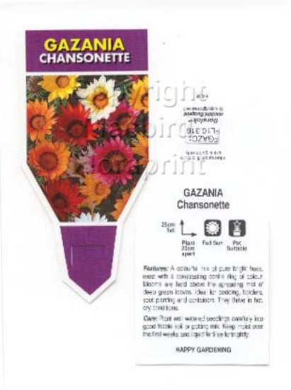 Picture of ANNUAL GAZANIA CHANSONETTE                                                                                                                            