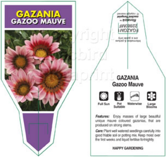 Picture of ANNUAL GAZANIA GAZOO MAUVE                                                                                                                            