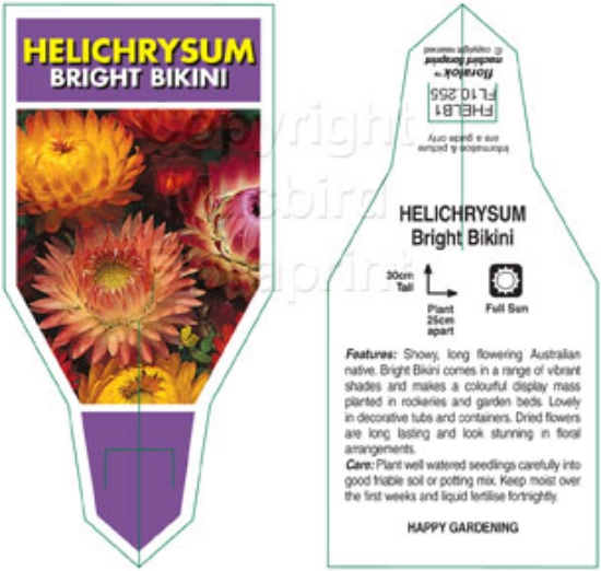 Picture of ANNUAL HELICHRYSUM BRIGHT BIKINI                                                                                                                      