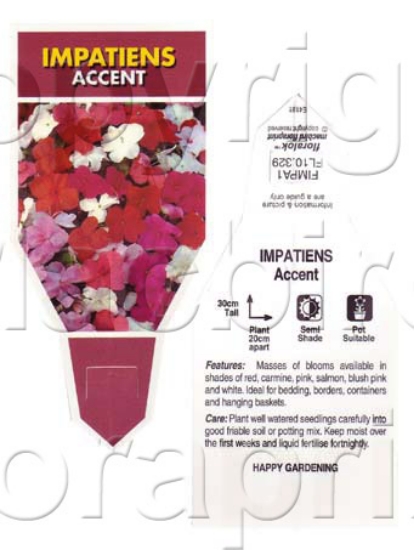 Picture of ANNUAL IMPATIENS ACCENT MIX (Impatiens walleriana)                                                                                                    
