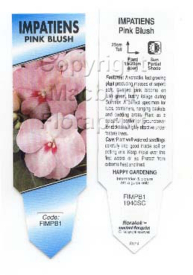 Picture of ANNUAL IMPATIENS PINK BLUSH (Impatiens walleriana)                                                                                                    