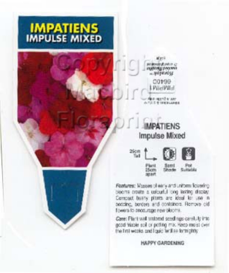 Picture of ANNUAL IMPATIENS IMPULSE MIX (Impatiens walleriana)                                                                                                   
