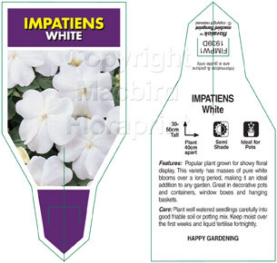 Picture of ANNUAL IMPATIENS WHITE (Impatiens walleriana)                                                                                                         