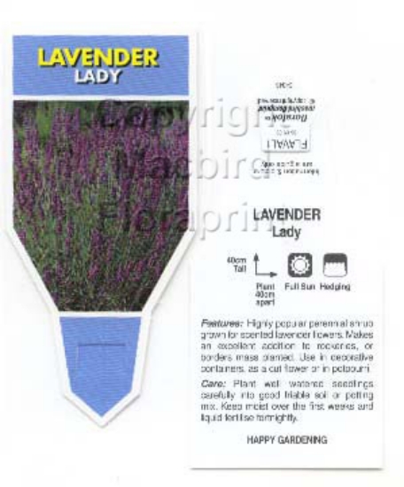 Picture of ANNUAL LAVANDULA LAVENDER LADY                                                                                                                        
