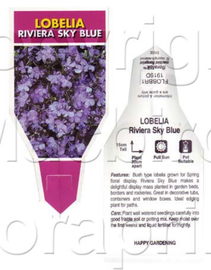 Picture of ANNUAL LOBELIA RIVIERA SKY BLUE (Lobelia erinus)                                                                                                      