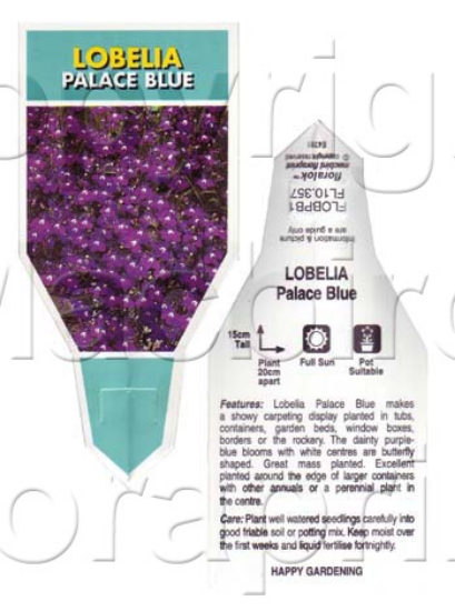 Picture of ANNUAL LOBELIA PALACE BLUE (Lobelia erinus)                                                                                                           