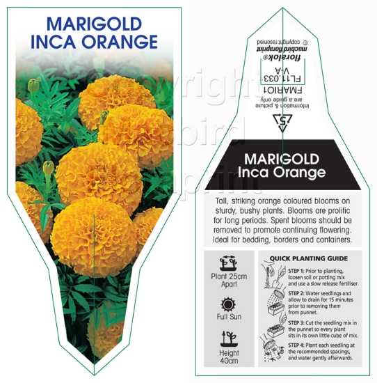 Picture of ANNUAL MARIGOLD INCA ORANGE (Tagetes erecta)                                                                                                          
