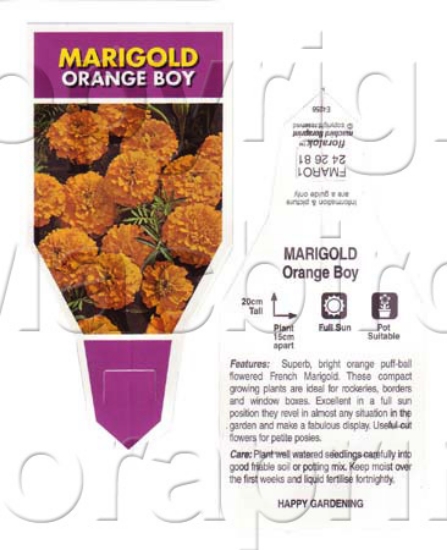 Picture of ANNUAL MARIGOLD ORANGE BOY (Tagetes patula)                                                                                                           