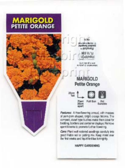 Picture of ANNUAL MARIGOLD PETITE ORANGE (Tagetes patula)                                                                                                        