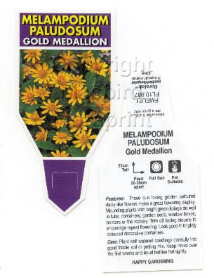 Picture of MELAMPODIUM PALUDOSUM GOLD MEDALLION                                                                                                                  