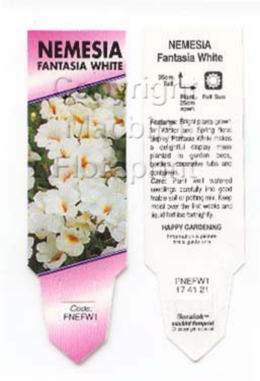 Picture of ANNUAL NEMESIA FANTASIA WHITE                                                                                                                         