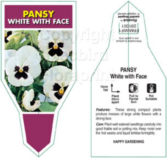 Picture of ANNUAL PANSY WHITE WITH FACE (Viola x wittrockiana)                                                                                                   