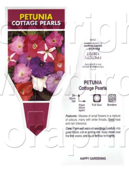 Picture of ANNUAL PETUNIA COTTAGE PEARLS MIXED (Petunia x hybrida)                                                                                               
