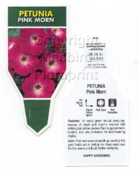 Picture of ANNUAL PETUNIA PINK MORN (Petunia x hybrida)                                                                                                          