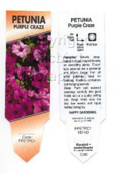 Picture of ANNUAL PETUNIA PURPLE CRAZE (Petunia x hybrida)                                                                                                       
