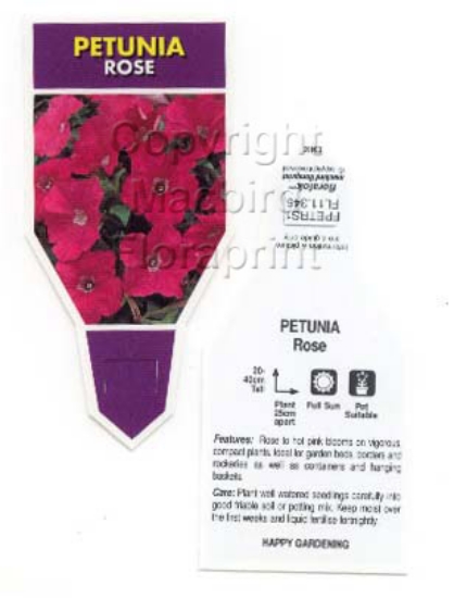 Picture of ANNUAL PETUNIA ROSE (Petunia x hybrida)                                                                                                               