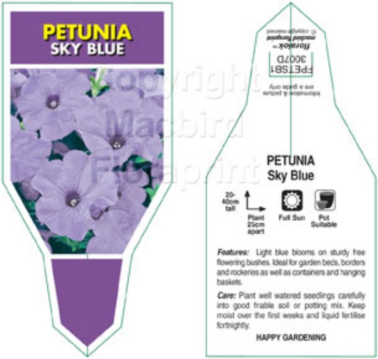 Picture of ANNUAL PETUNIA SKY BLUE (Petunia x hybrida)                                                                                                           