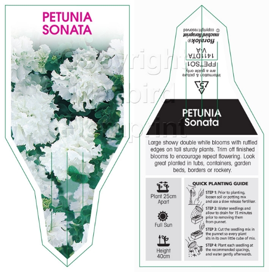 Picture of ANNUAL PETUNIA SONATA (Petunia x hybrida)                                                                                                             