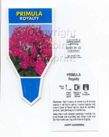 Picture of ANNUAL PRIMULA ROYALTY  (Primula malacoides)                                                                                                          