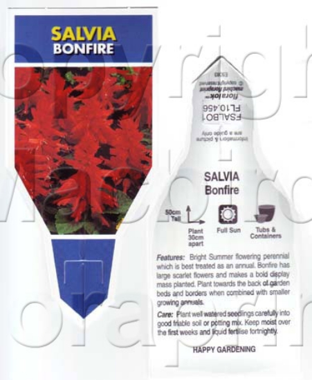 Picture of ANNUAL SALVIA BONFIRE                                                                                                                                 